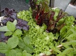 garden_01.jpg