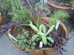 herb_04_04.jpg